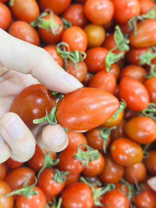 灯笼小番茄（散称19.8/斤称重补差 ） 商品图1