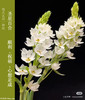 【2026.4.10】特价：1扎5枝A级圣星百合19.9（现货 下单即可到店自提） 商品缩略图1