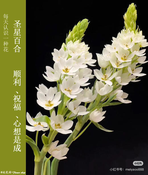 【2026.4.10】特价：1扎5枝A级圣星百合19.9（现货 下单即可到店自提） 商品图1