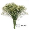 配花 | 水晶草白色 商品缩略图0