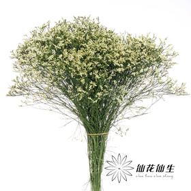 配花 | 水晶草白色