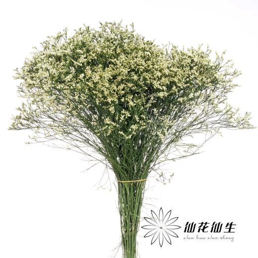 配花 | 水晶草白色 商品图0