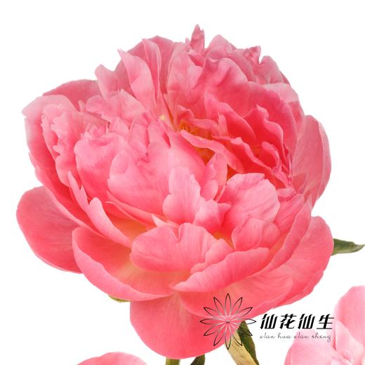 【昆明仓】国产芍药 | 夏威夷珊瑚（有几率开成单瓣，介意慎拍） 商品图1