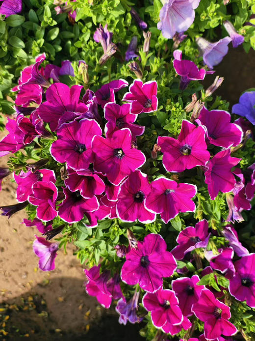 现货180的牵牛花。颜色随机 商品图1