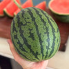 山东2K手撕小糖丸西瓜 当季新鲜水果 京东发货 商品缩略图7