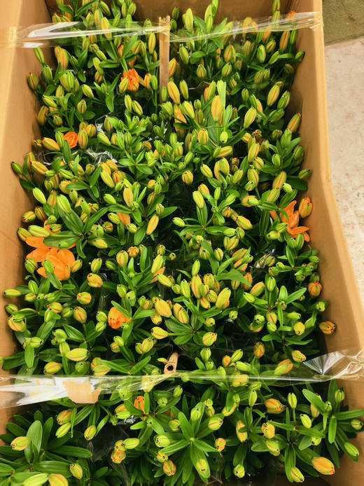 预售11号到货。150#亚百合 商品图3