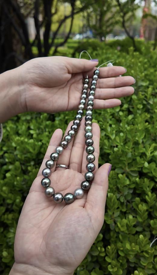 【日本溯源之旅】真科研大证黑蝶串珠8.7-10.8mm（展会产品拍下后不支持7天无理由退换货） 商品图1