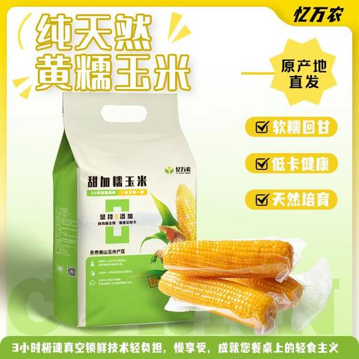 【福建高山水果糯玉米】 永泰高山育种 四季轮作种一季产一季鲜一季  商品图0