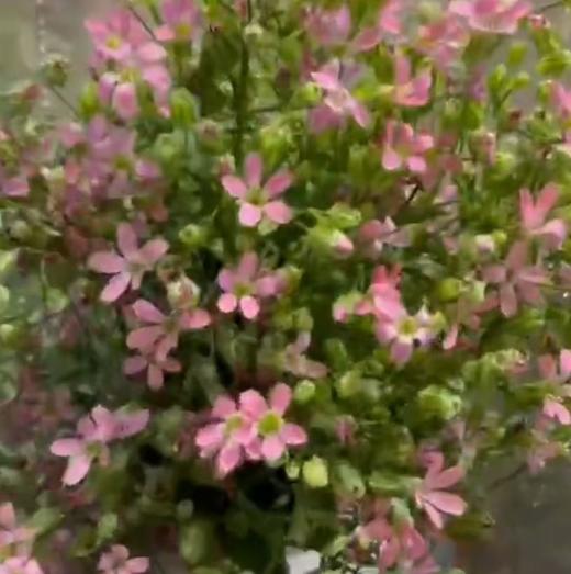 配花 | 亚布流星粉 商品图0