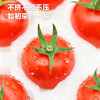 高原七彩樱桃番茄（红黄双拼）甄选礼盒 商品缩略图3