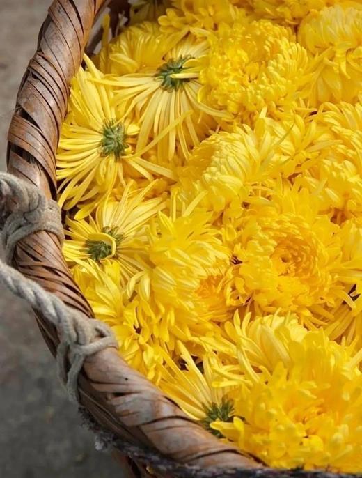 杞里香金丝皇菊  26Y04052- 商品图12