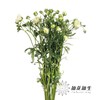 配花 ｜ 蝴蝶洋牡丹优雅白 商品缩略图1