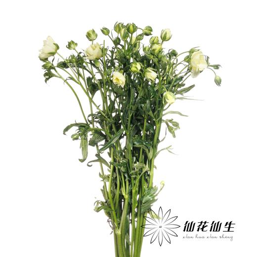 配花 ｜ 蝴蝶洋牡丹优雅白 商品图1