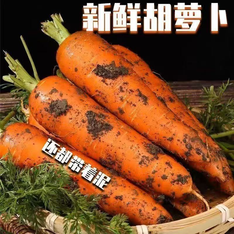 【秒杀❗️19.9抢5斤🔥农家现挖沙地萝卜】现采现发，脆甜多汁，用途多样，变身各种美食 去皮生食、做菜、煲汤都好吃！胡萝卜整箱新鲜蔬菜脆甜爽口带泥