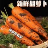 【秒杀❗️19.9抢5斤🔥农家现挖沙地萝卜】现采现发，脆甜多汁，用途多样，变身各种美食 去皮生食、做菜、煲汤都好吃！胡萝卜整箱新鲜蔬菜脆甜爽口带泥 商品缩略图0