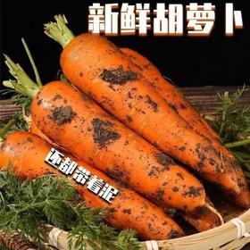 【秒杀❗️19.9抢5斤🔥农家现挖沙地萝卜】现采现发，脆甜多汁，用途多样，变身各种美食 去皮生食、做菜、煲汤都好吃！胡萝卜整箱新鲜蔬菜脆甜爽口带泥
