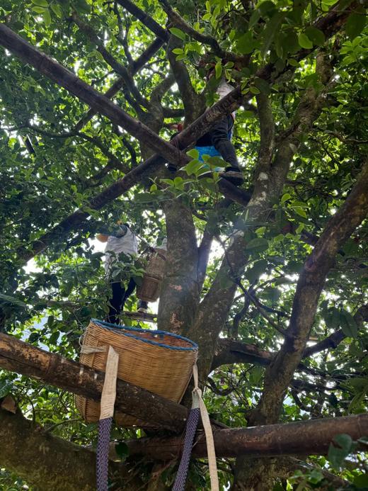 4月11日中午12点【团结丫口茶王地】2026年春茶预售茶界鼎级稀缺王比冰岛老寨茶王地更稀缺更高奢的鼎级产品，357克/饼 商品图7