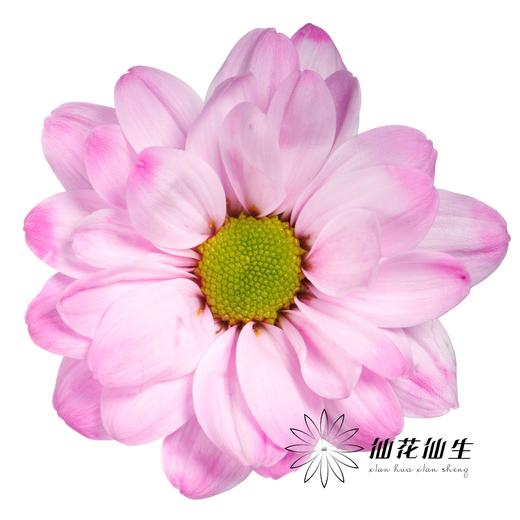 小菊 | 染色小菊粉色【人工吸染，有色差，慎重下单】 商品图0