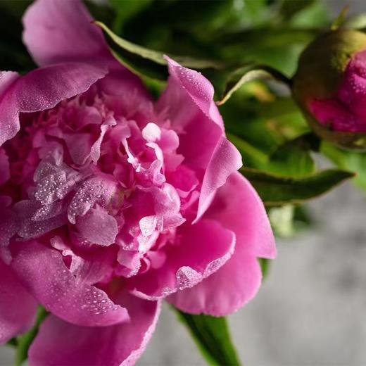 进口品种芍药花 | 夏威夷珊瑚(粉)⭐️顺丰特快 商品图2