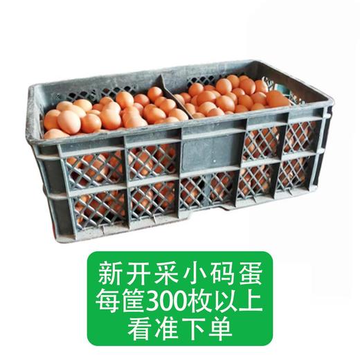【新开采小码鸡蛋·每筐300枚以上·看准下单】 净重30斤/筐 （报价包含筐押金10元) 商品图0