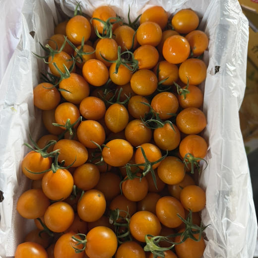 香芒皇后 千禧 小番茄 2号小果 口感好 推荐 15.8/斤 商品图1