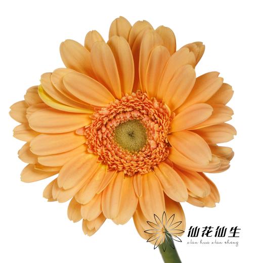 非洲菊 | 悉尼 商品图2