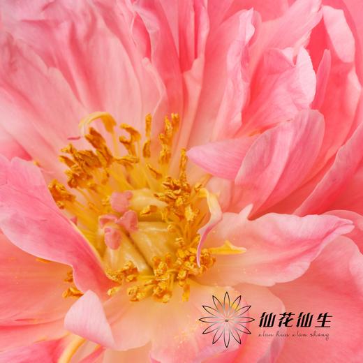 【昆明仓】国产芍药 | 夏威夷珊瑚（有几率开成单瓣，介意慎拍） 商品图6