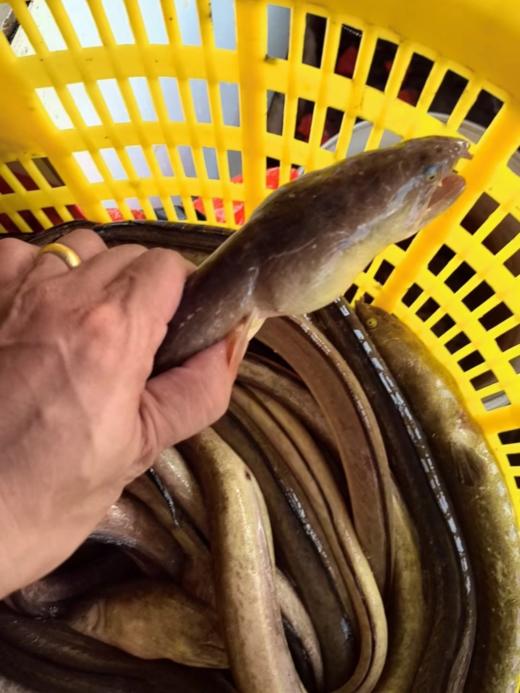 xm【4.12，仅剩3条大土龙】[哇]懂货的渔友们看过来了 商品图1