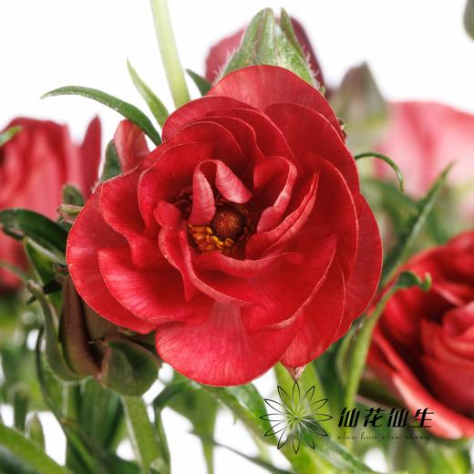 配花 | 蝴蝶洋牡丹复古红 商品图3
