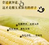【福建高山水果糯玉米】 永泰高山育种 四季轮作种一季产一季鲜一季  商品缩略图2