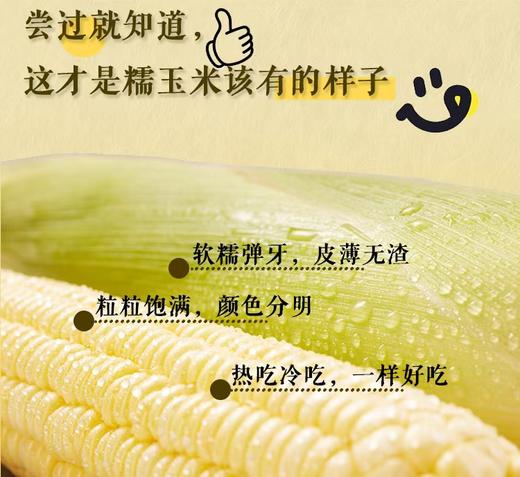 【福建高山水果糯玉米】 永泰高山育种 四季轮作种一季产一季鲜一季  商品图2