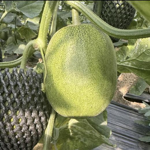 羊角蜜3.0（三代博洋8号甜瓜）清新脆甜 商品图2