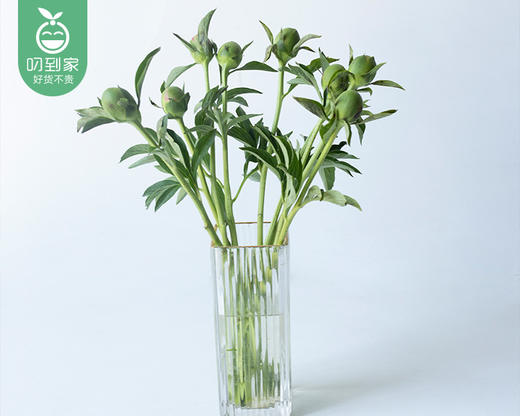 【预售-4月24日配送】凤羽落金池重瓣芍药花束（10支/束） 商品图6