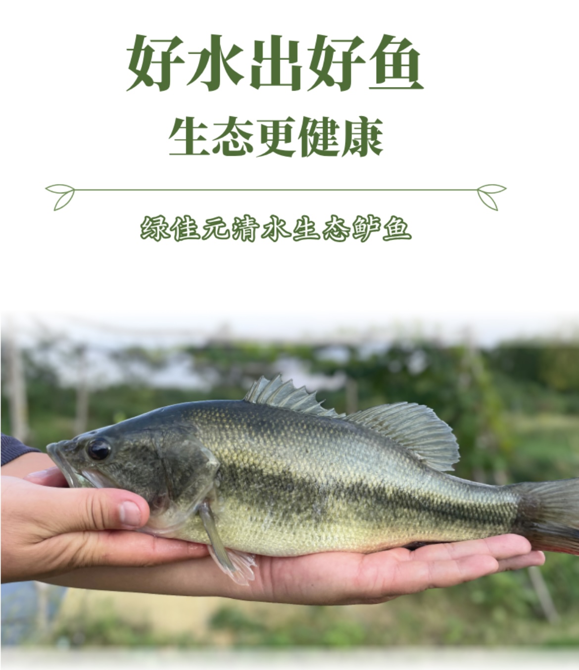 绿佳元清水生态鲈鱼