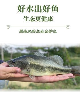 绿佳元清水生态鲈鱼