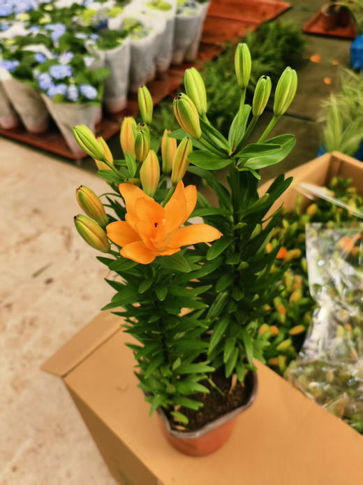 预售11号到货。150#亚百合 商品图2