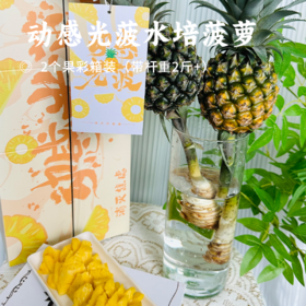 动感光菠水培菠萝 | 来自广东中山市神湾镇 水培5-7天成熟 熟后蜜味浓郁 去皮鲜吃 不用泡盐水 不麻嘴 牛皮纸花束包装 满满仪式感