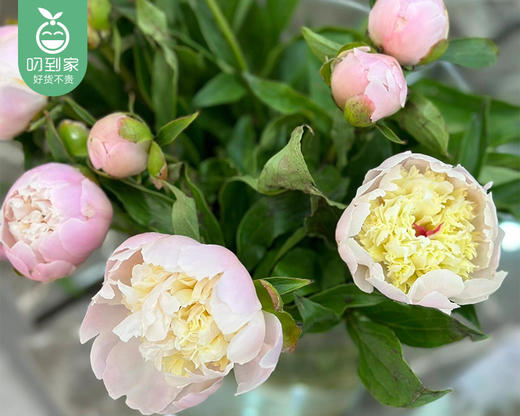 【预售-4月24日配送】凤羽落金池重瓣芍药花束（10支/束） 商品图5