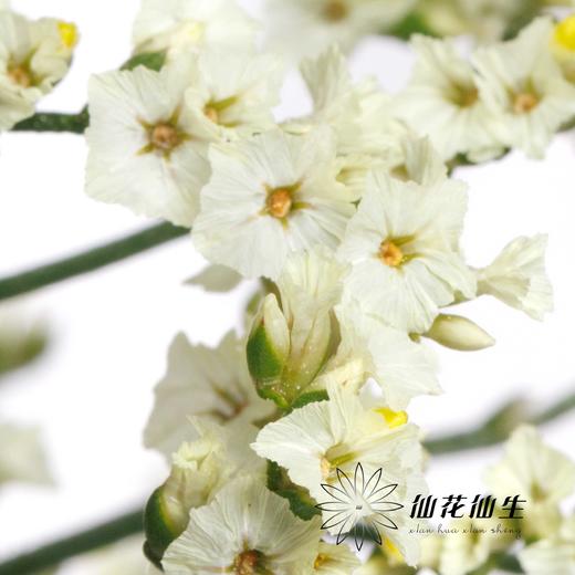 配花 | 水晶草白色 商品图1