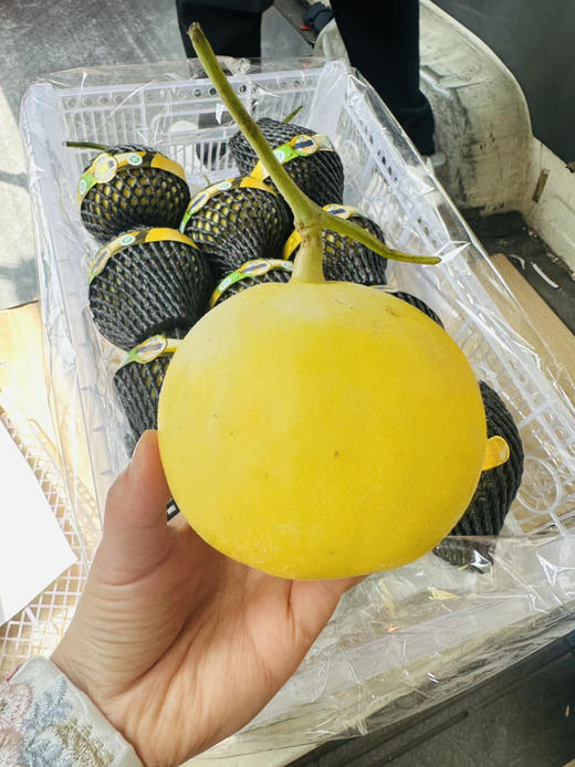 马连庄鎏金蜜瓜 商品图1