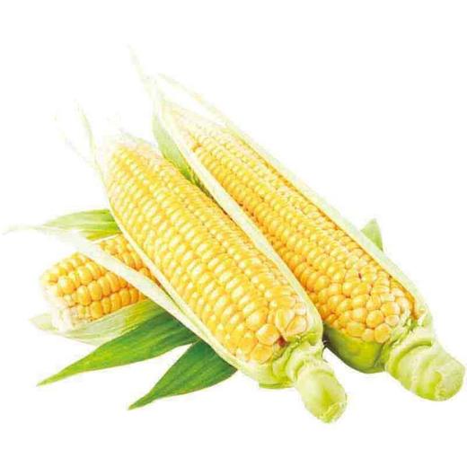 云南水果玉米（4根） 商品图1