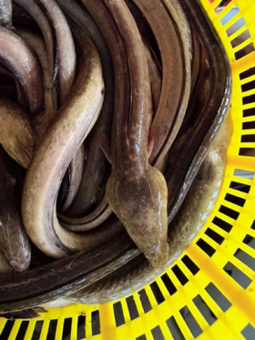 xm【4.12，仅剩3条大土龙】[哇]懂货的渔友们看过来了