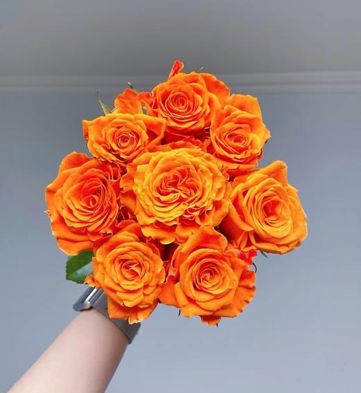 星座系列单头玫瑰20枝 商品图1