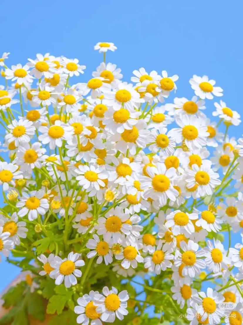 【2026.4.10】特价：1扎A级洋甘菊9.9（把量大 花期久 现货 下单即可到店自提）