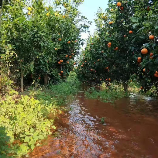 【大理酵素沃柑】天然 味道好 中大果混装 中通包邮 商品图7