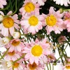 小菊 | 玛格丽特浅粉色 商品缩略图1