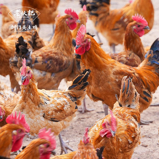 【剑门关土鸡】老伙记正宗农家散养土鸡 新鲜整鸡大公鸡老母鸡 四川剑阁跑山鸡 山林散养走地鸡 鲜活现杀冷链直送 商品图2