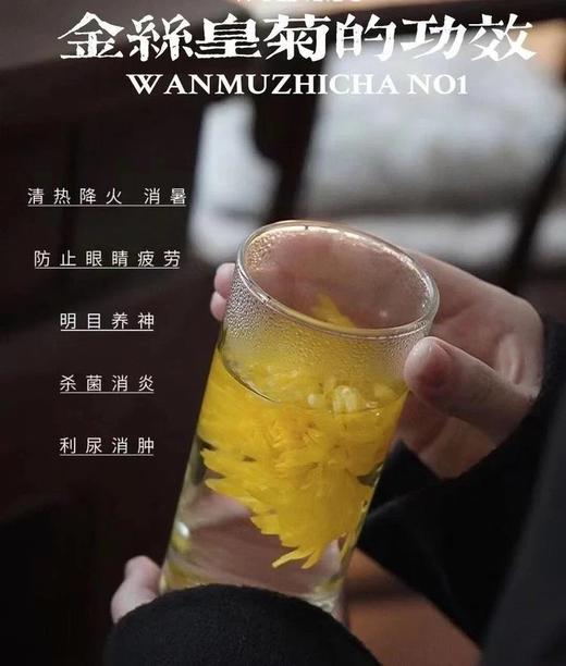 杞里香金丝皇菊  26Y04052- 商品图5