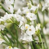 配花 | 水晶草白色 商品缩略图2