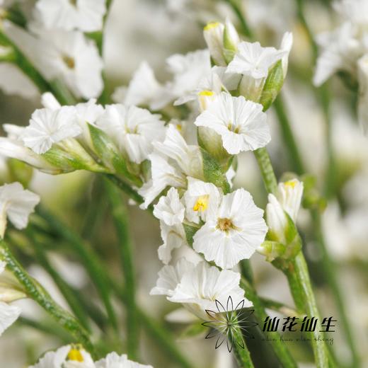 配花 | 水晶草白色 商品图2